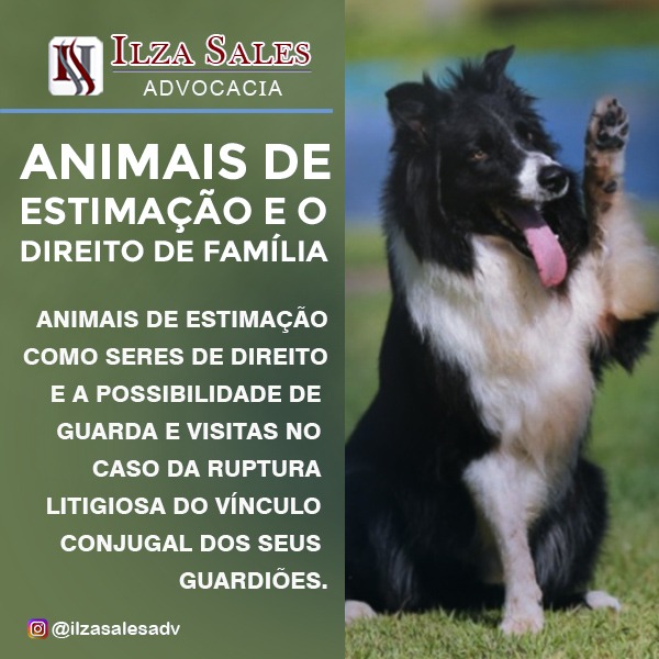 Animais de estimação na partilha do divórcio